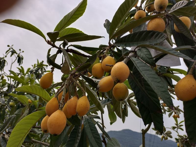 巴阳早熟枇杷