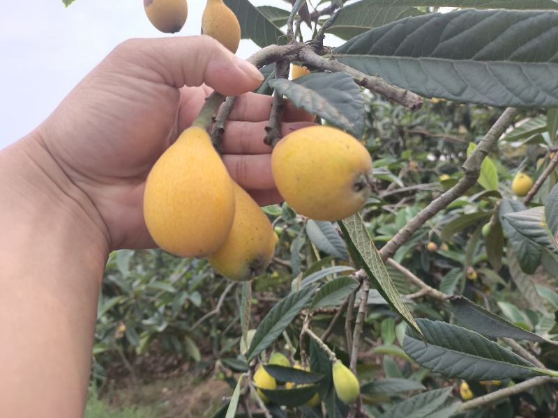 巴阳早熟枇杷