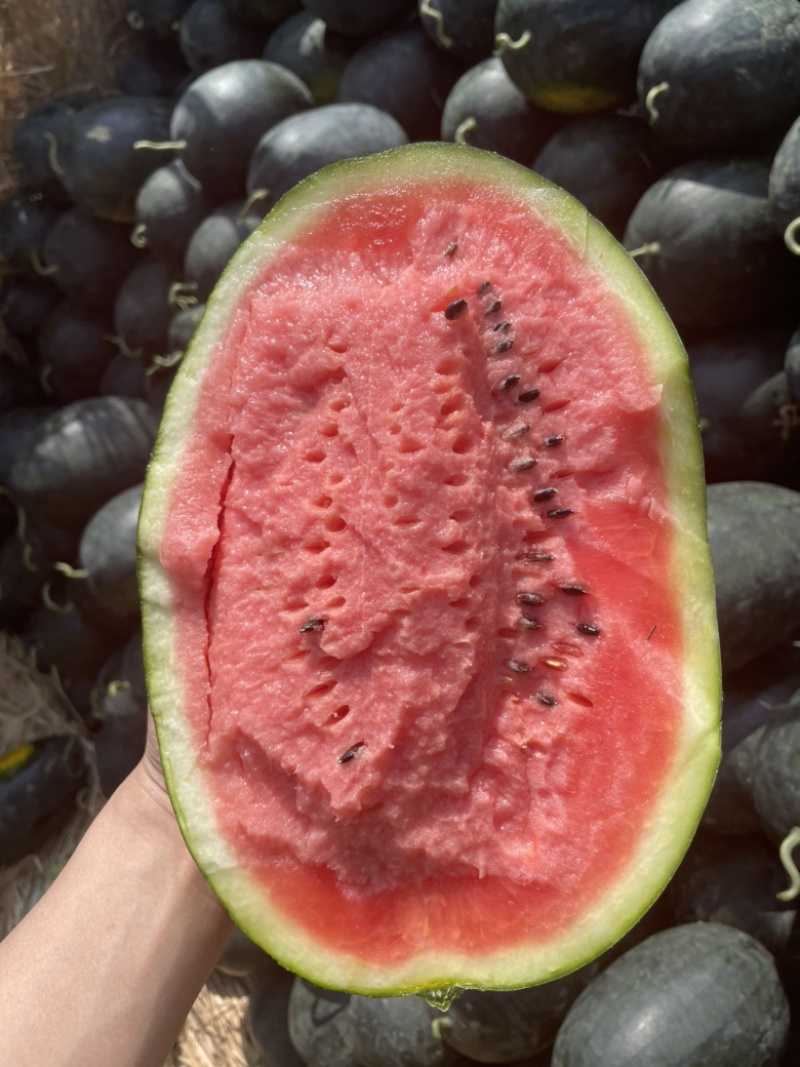 河南黑美人西瓜🍉产地一手质量保证电商优选量大价优