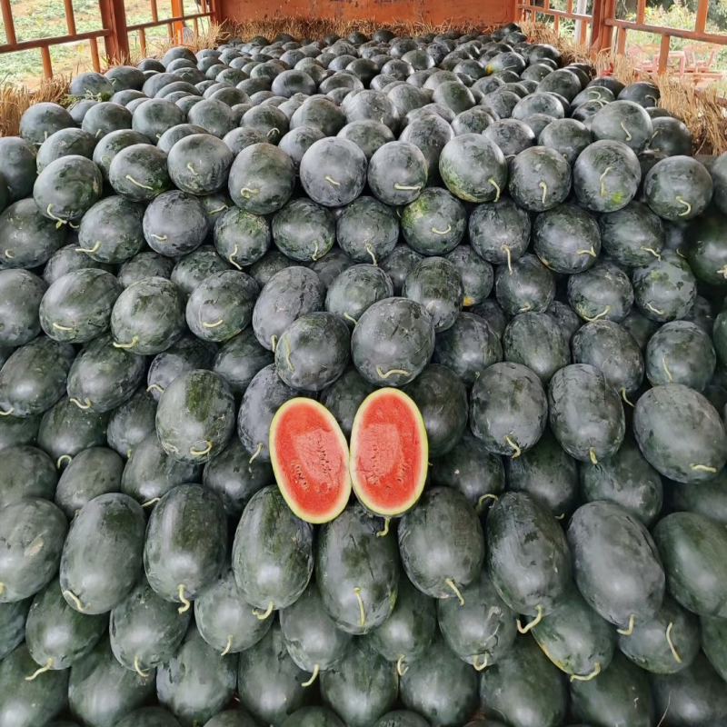 河南黑美人西瓜🍉产地一手质量保证电商优选量大价优
