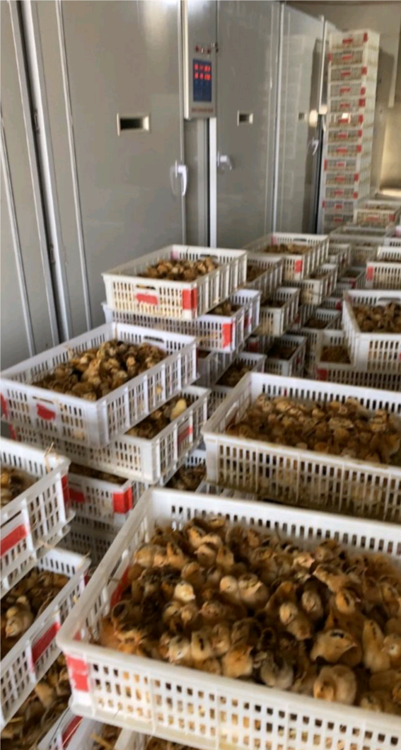 k9鸡苗822麻黄k9鸡苗新广901鸡苗全国运输
