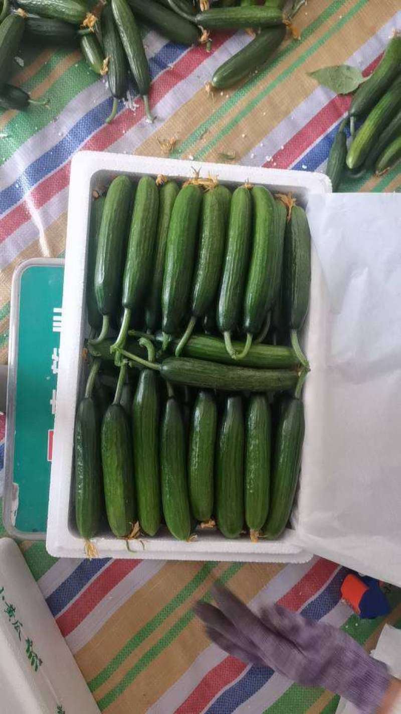 河南小黄瓜小黄瓜电商小包装市场货各种包装规格都有