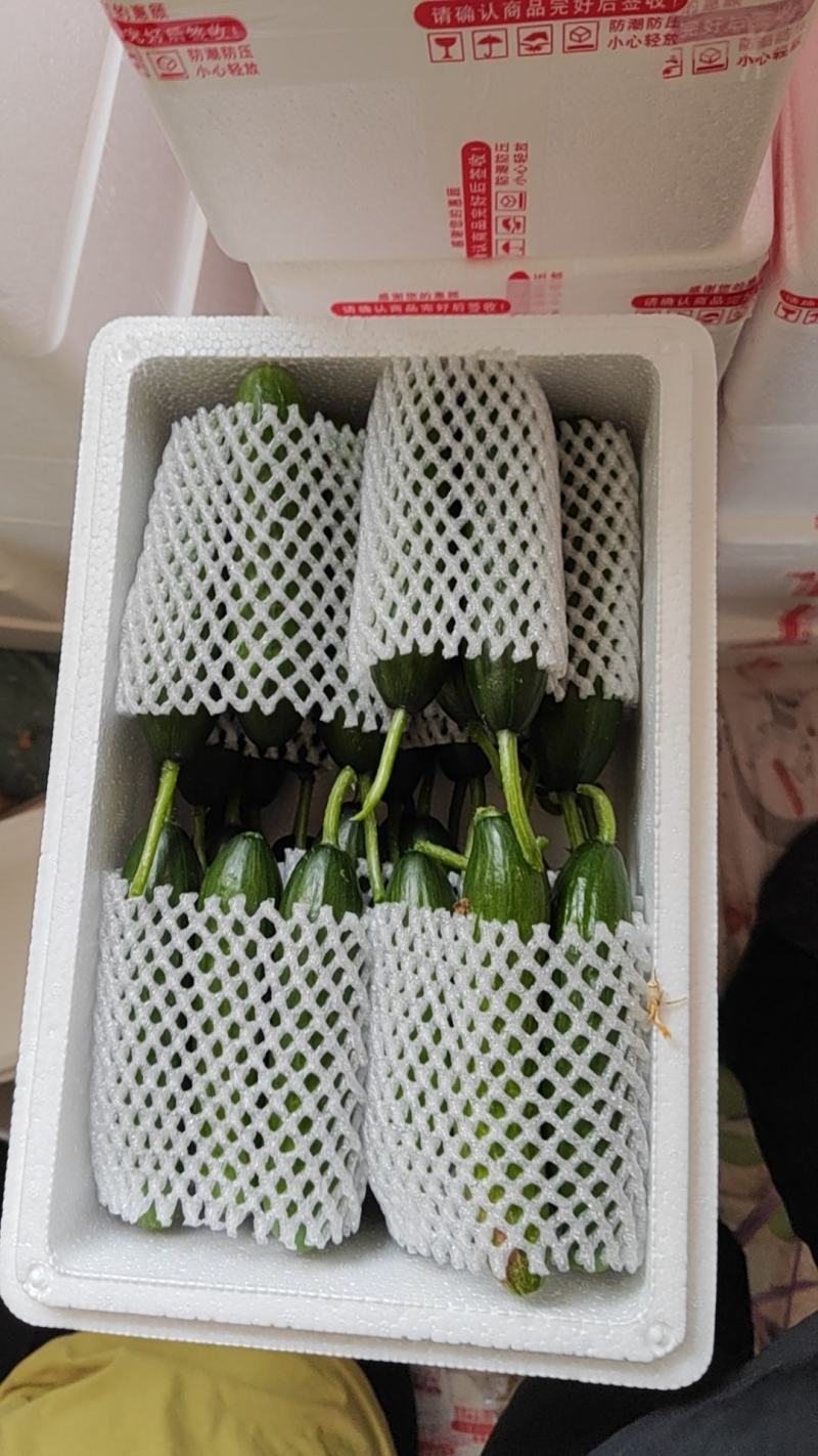 河南小黄瓜小黄瓜电商小包装市场货各种包装规格都有
