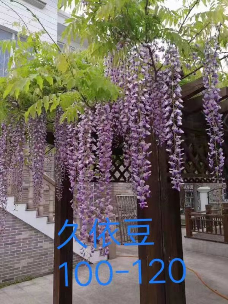 紫藤。日本紫藤。多花紫藤。基地直销！可以快递