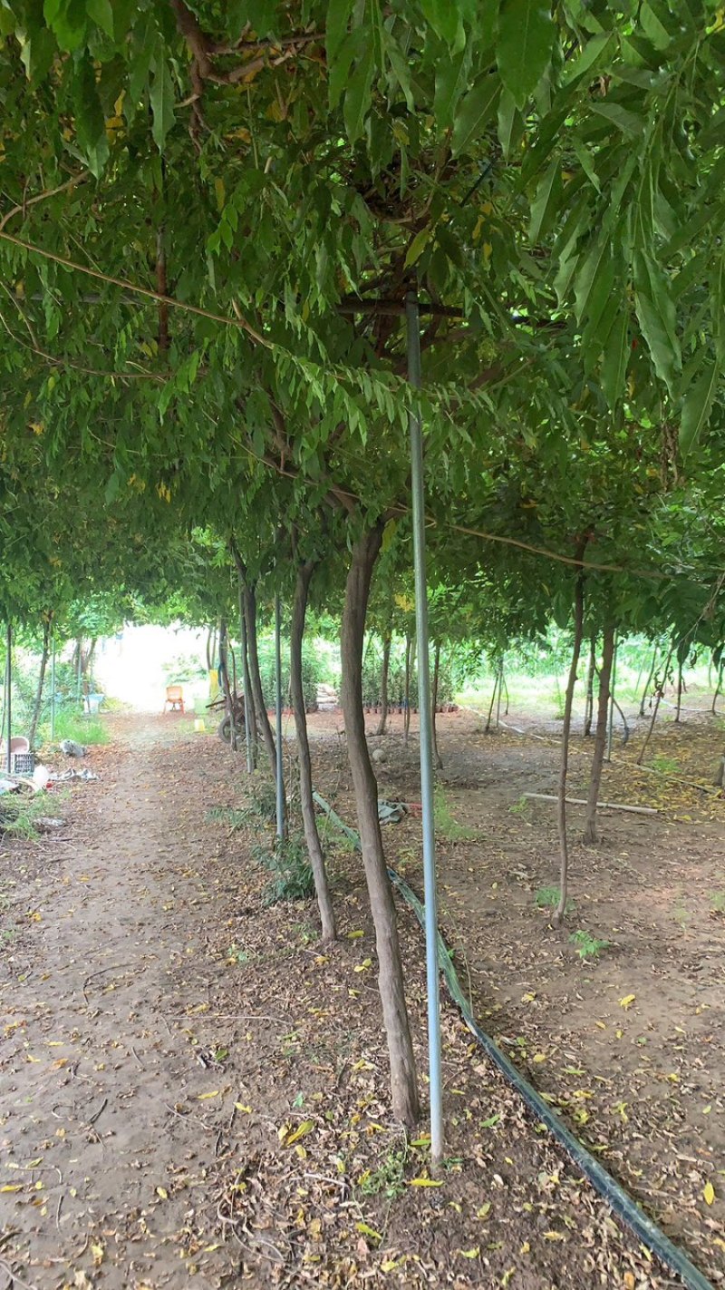 紫藤。日本紫藤。多花紫藤。基地直销！可以快递