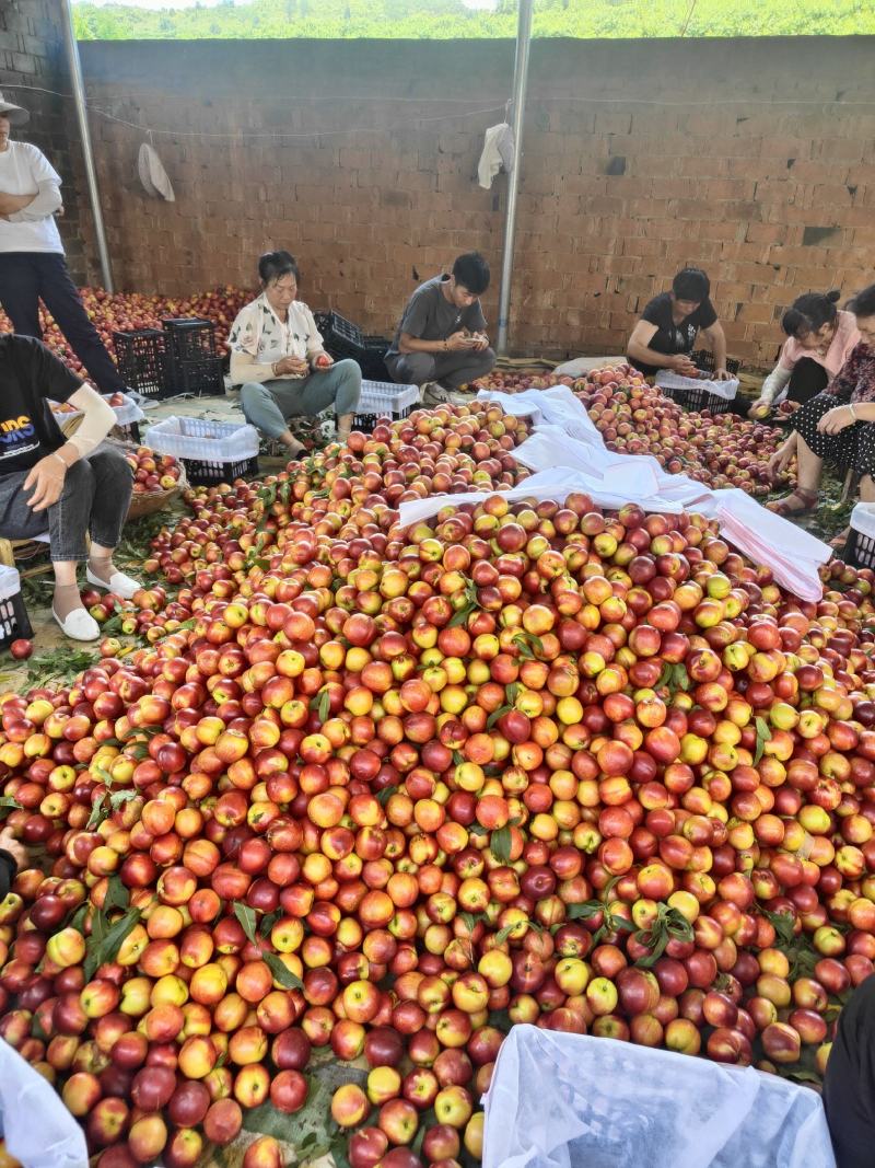 中油系列油桃大量上市现摘现发产地一手货源脆甜多汁欢迎客户