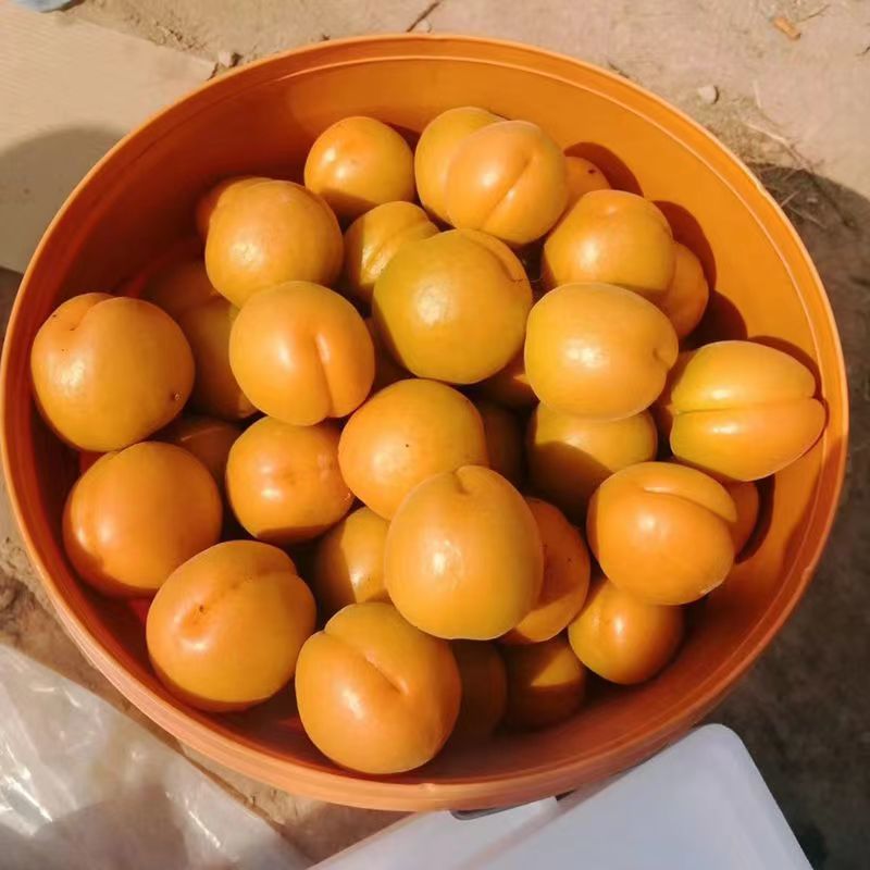 【精选】河北遵化金太阳杏杏子质量保证欢迎采购诚信经营！