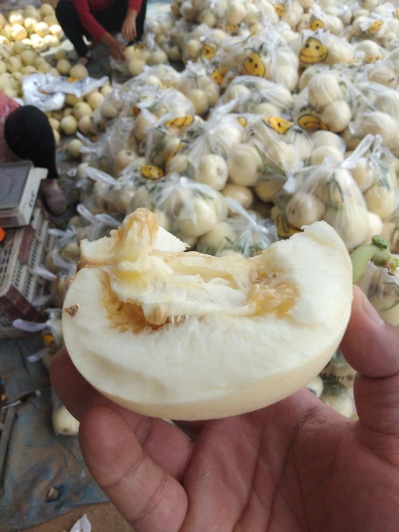 砀山县白皮甜瓜小香瓜，冰糖罐瓜，博洋九，脆皮甜瓜