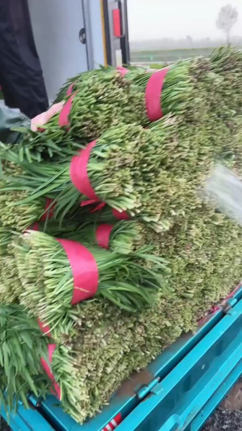 韭菜