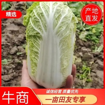 正宗甘肃高原夏菜暖棚新菜菜型好颜色绿，诚信代办质量保证