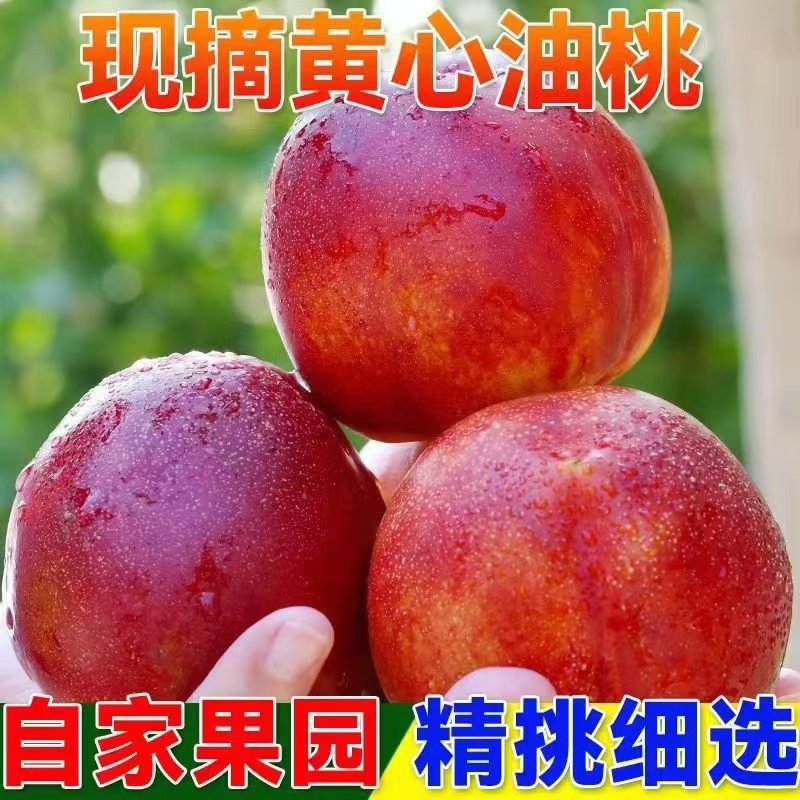 精品新鲜露天518油桃支持全国代发货源充足