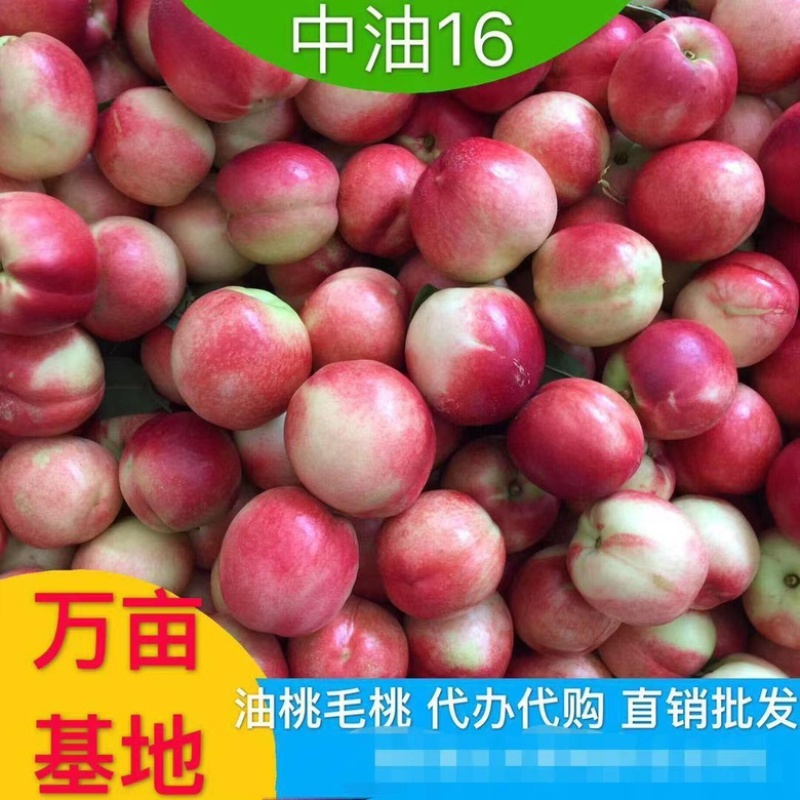 精品新鲜露天518油桃支持全国代发货源充足