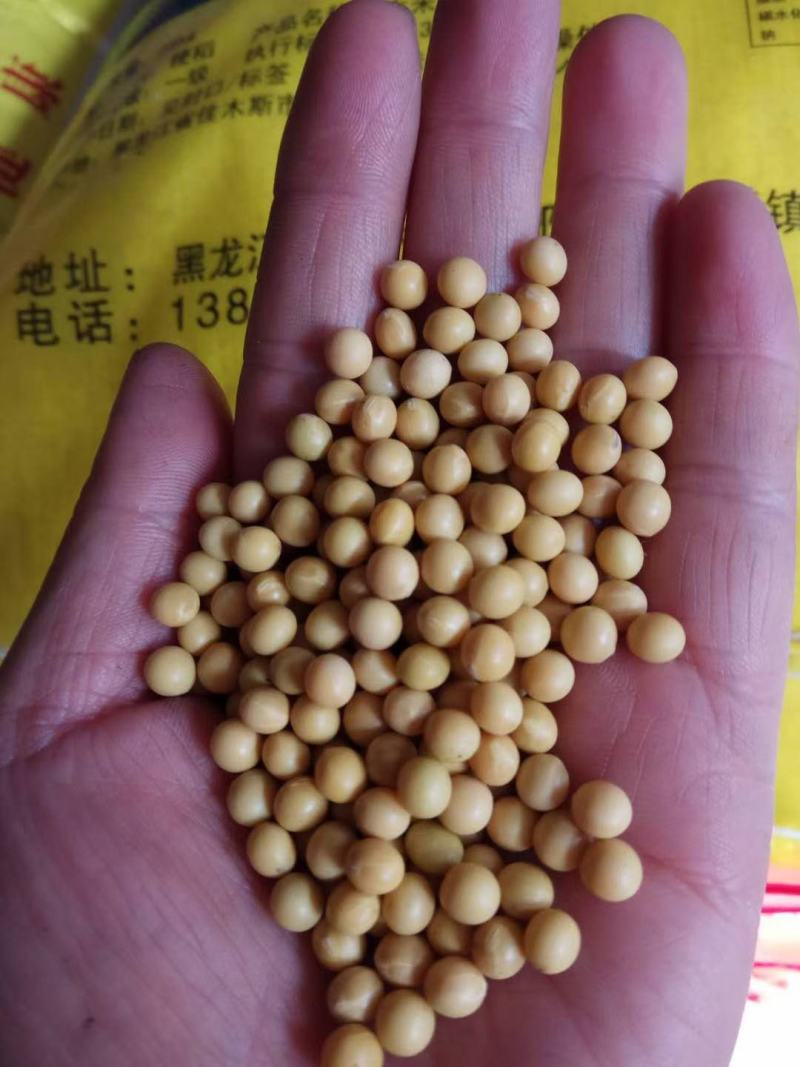 产地批发690芽豆，东生一芽豆，色选比重，质量保证诚信
