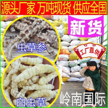 新货地参地摊展会热销虫草参白虫草地蚕