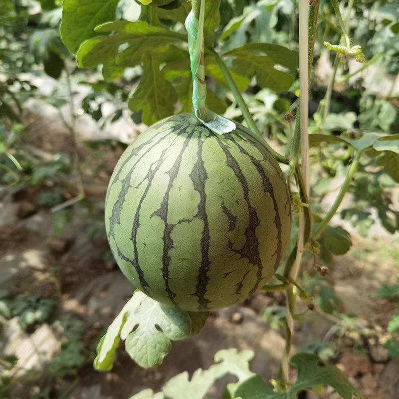 新货吐鲁番火州小西瓜头茬新货一件起发