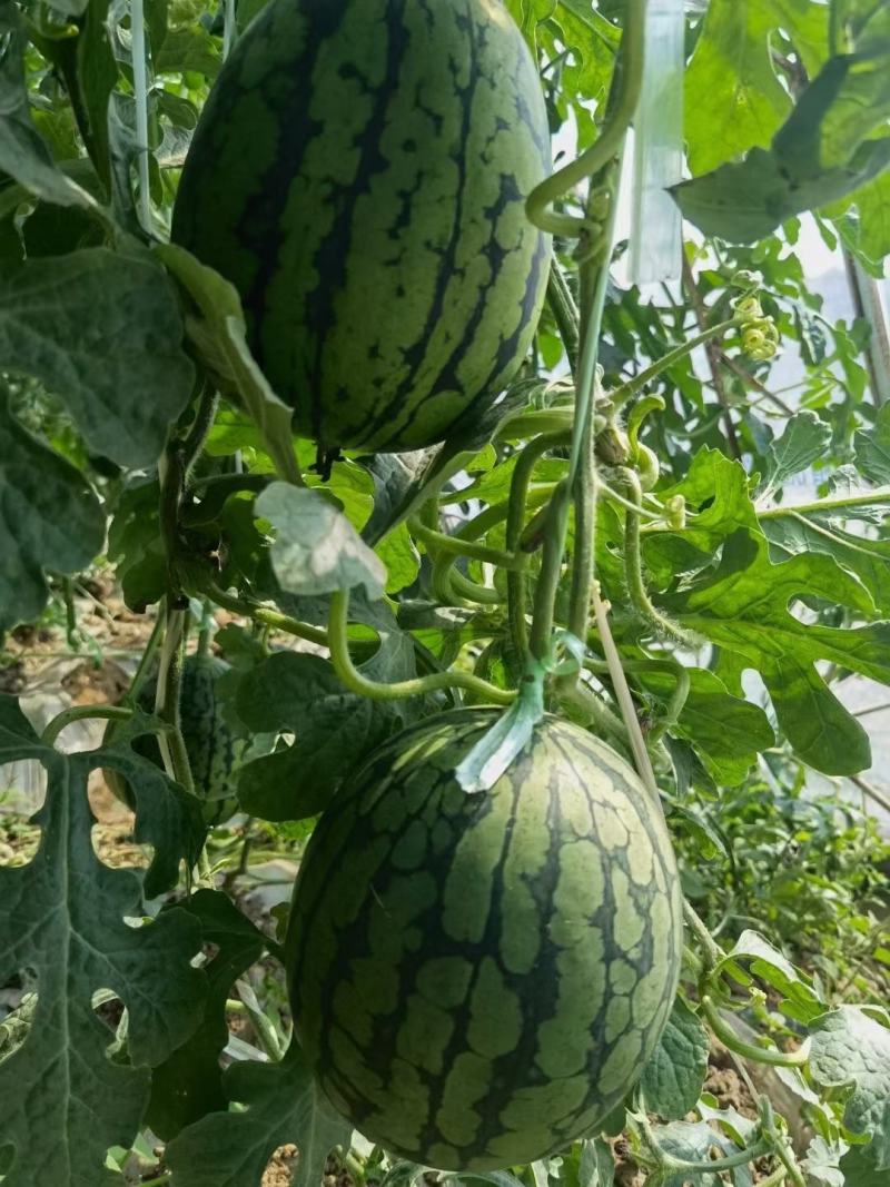 新货吐鲁番火州小西瓜头茬新货一件起发