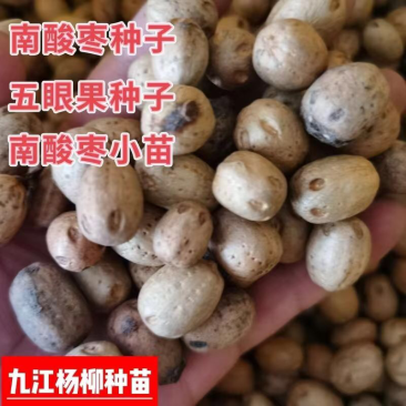 南酸枣种子酸枣种子五眼果种子新上市的南酸枣种子