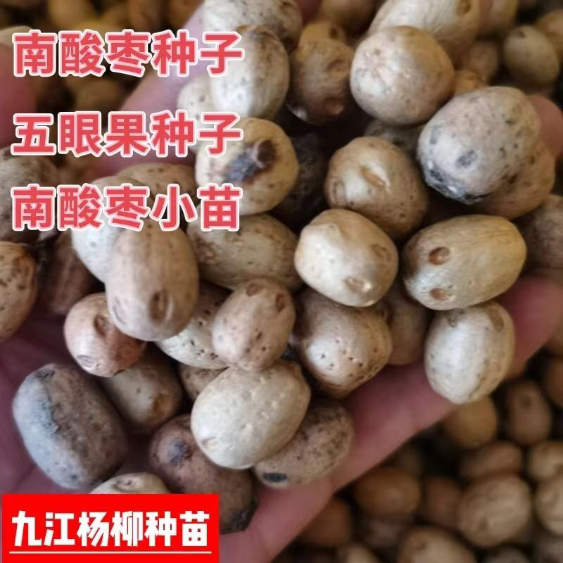 南酸枣种子酸枣种子五眼果种子新上市的南酸枣种子
