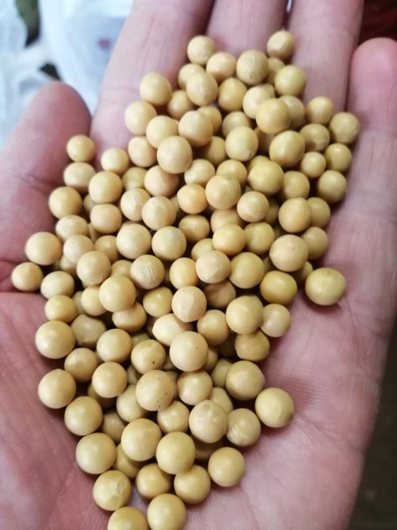 产地批发690芽豆，东生一芽豆，色选比重，质量保证诚信