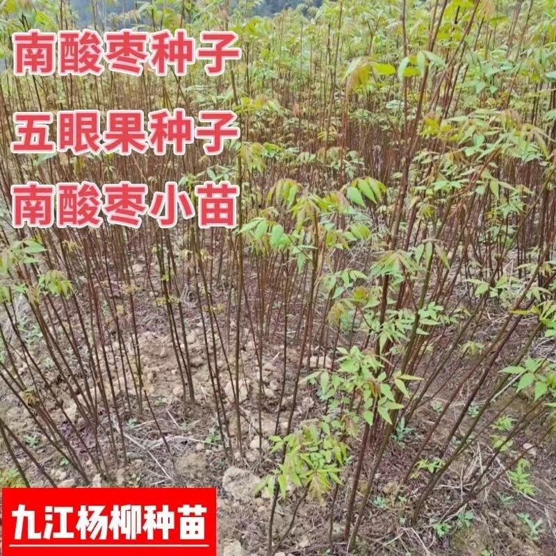 南酸枣种子酸枣种子五眼果种子新上市的南酸枣种子