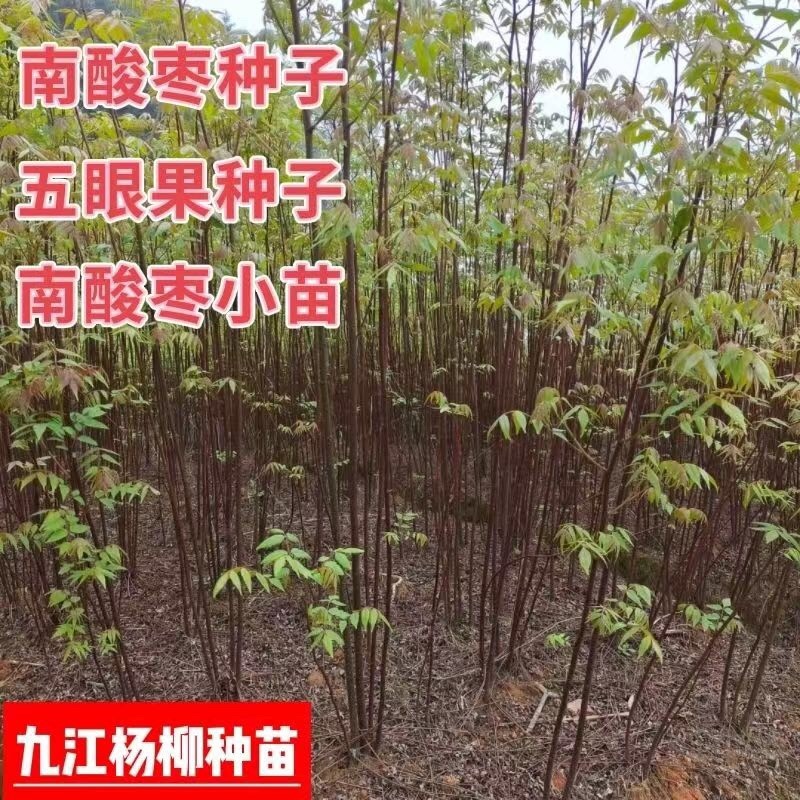 南酸枣种子酸枣种子五眼果种子新上市的南酸枣种子