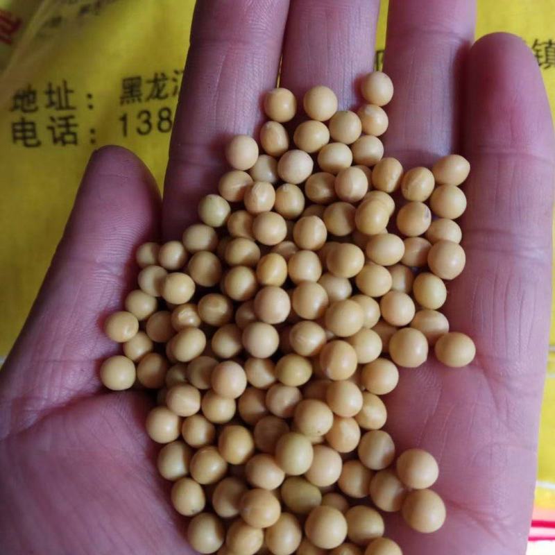 产地批发690芽豆，东生一芽豆，色选比重，质量保证诚信