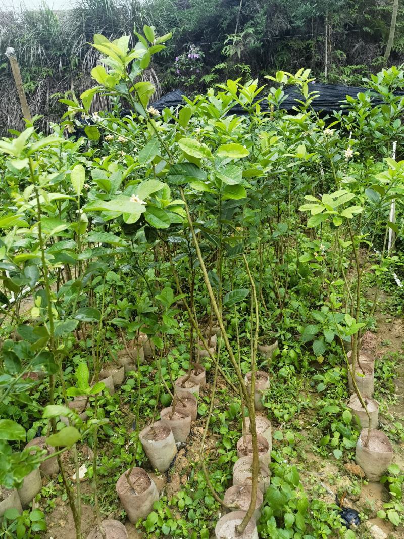 广东香水柠檬保证无籽正品