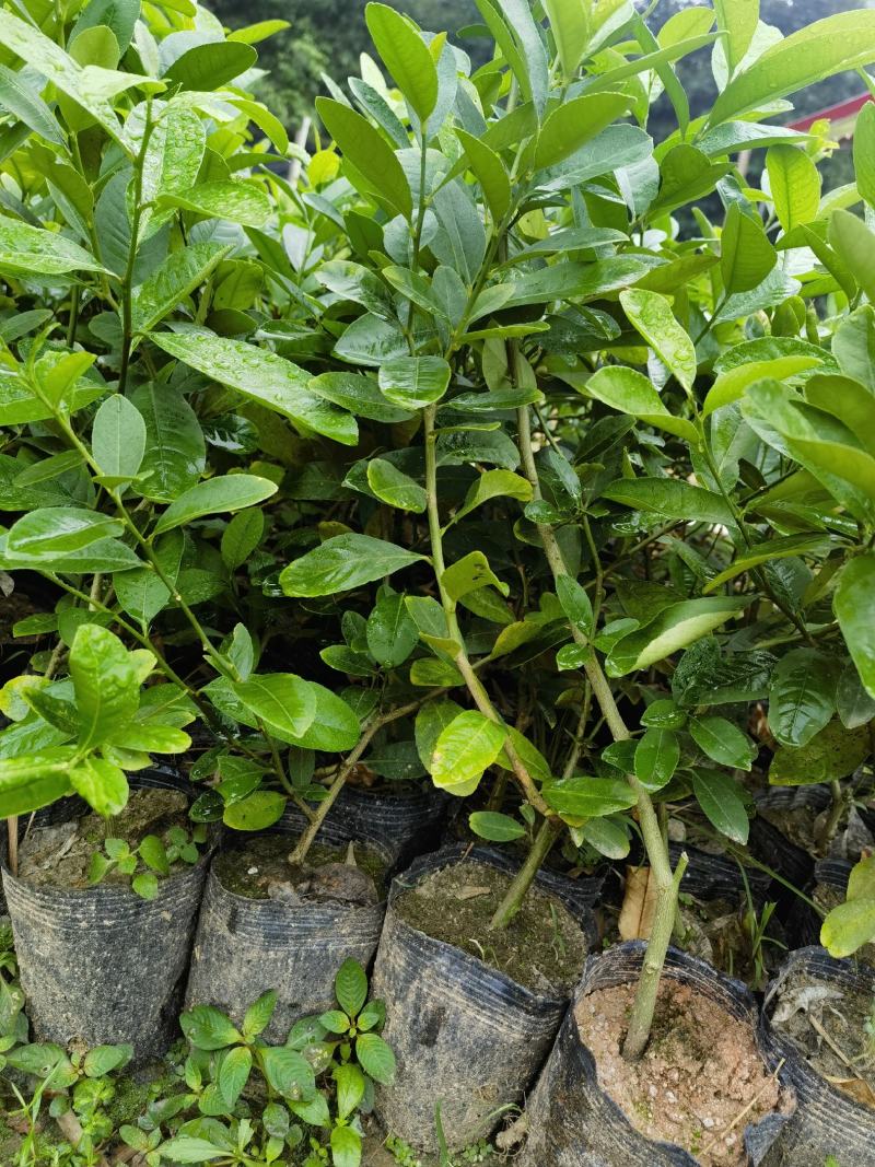 广东香水柠檬保证无籽正品