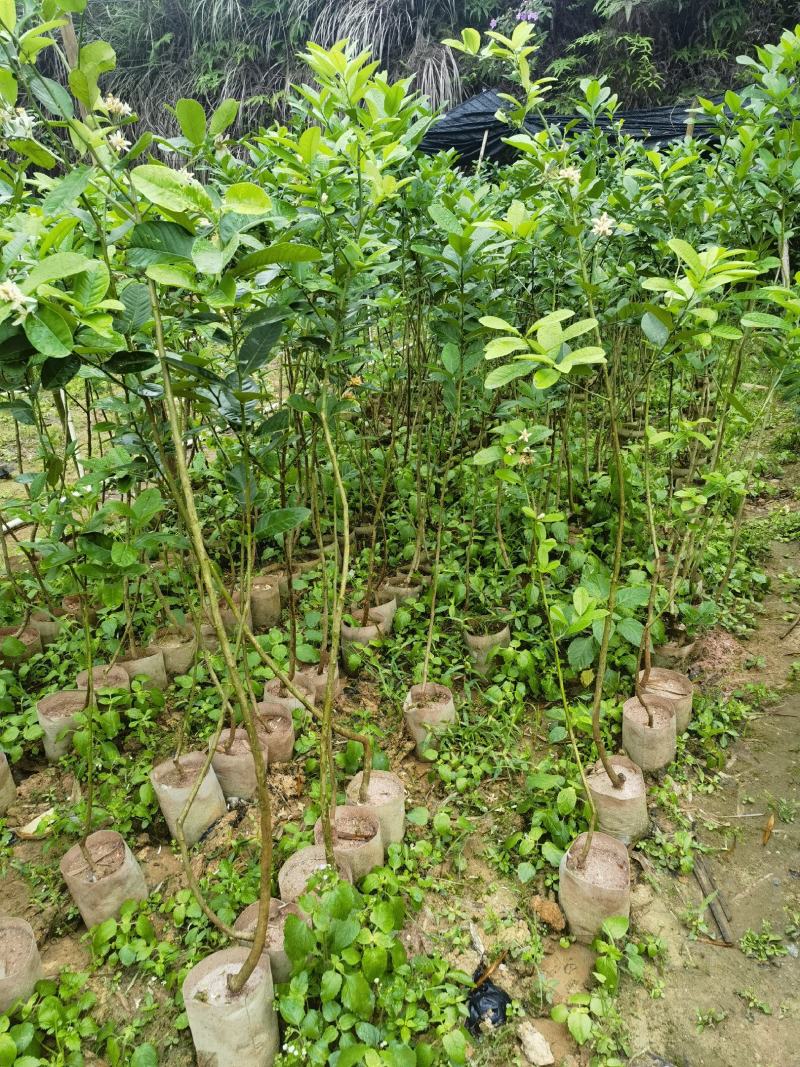 广东香水柠檬保证无籽正品
