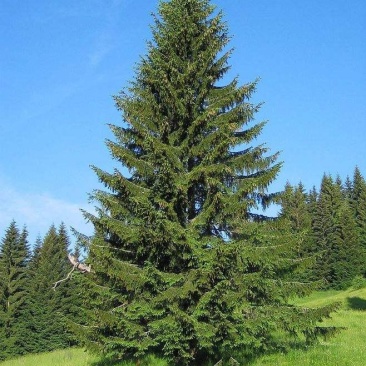 苗圃云衫，白华，丁香，紫叶稠李，各种大型绿化树。