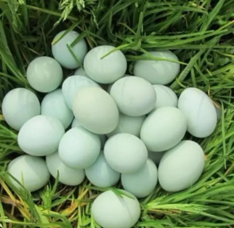 360枚装散养绿壳蛋乌鸡蛋鸡蛋基地直发欢迎咨询