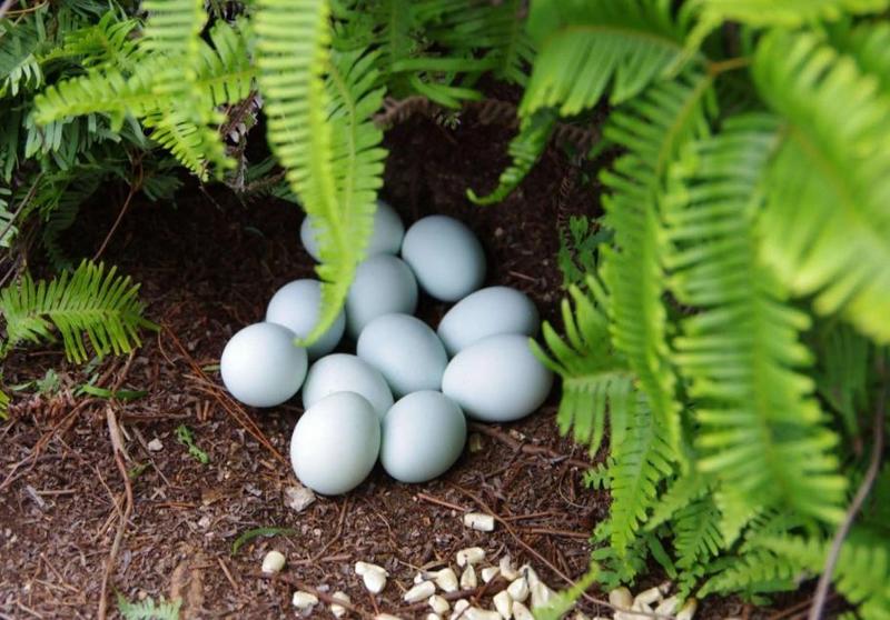 360枚装散养绿壳蛋乌鸡蛋鸡蛋基地直发欢迎咨询
