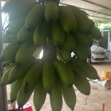 皇帝蕉巴西蕉