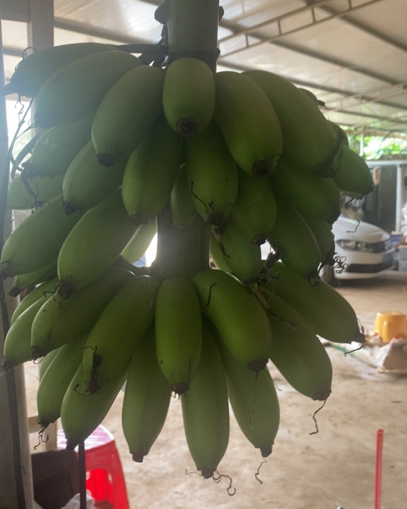 皇帝蕉巴西蕉