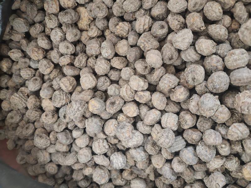 新疆54油莎豆，品质保障大量供应，可视频看货诚信为先