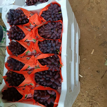 茉莉香葡萄，产地直发，大量现货