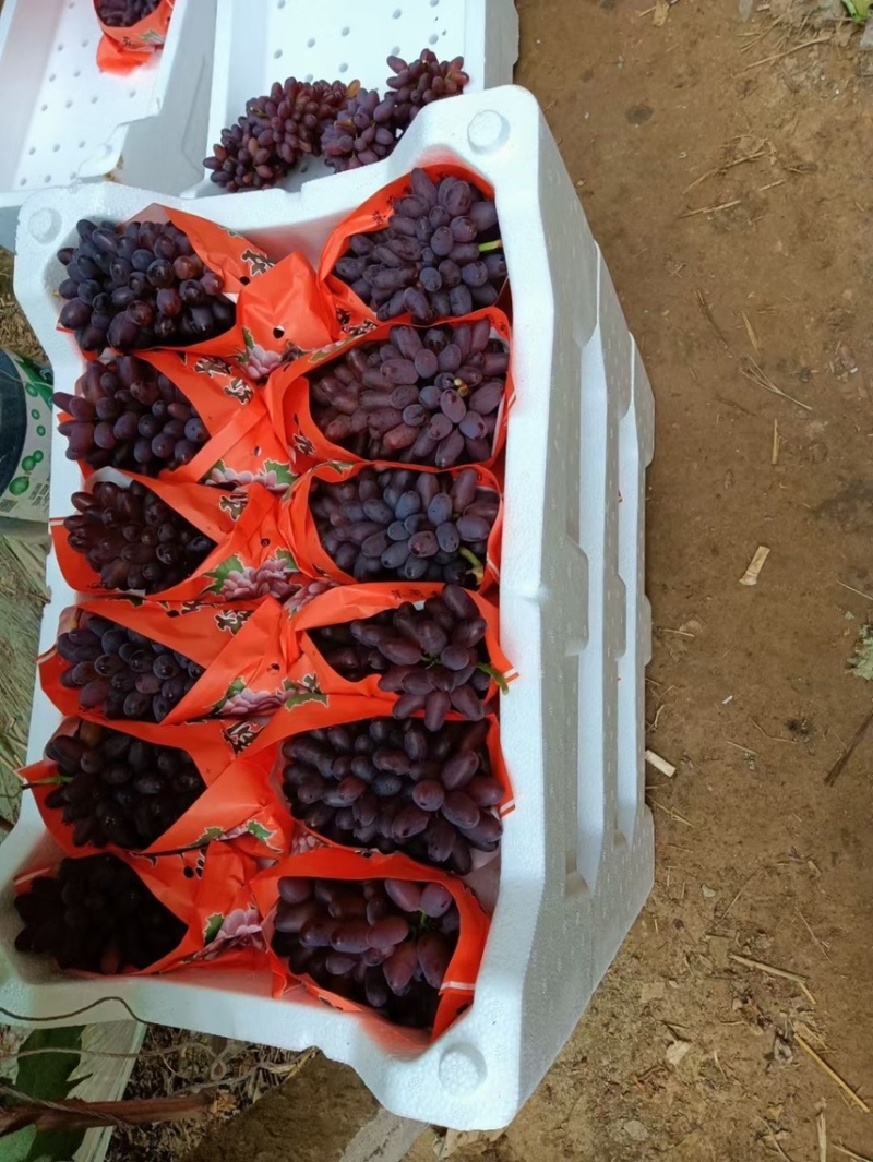 茉莉香葡萄，产地直发，大量现货
