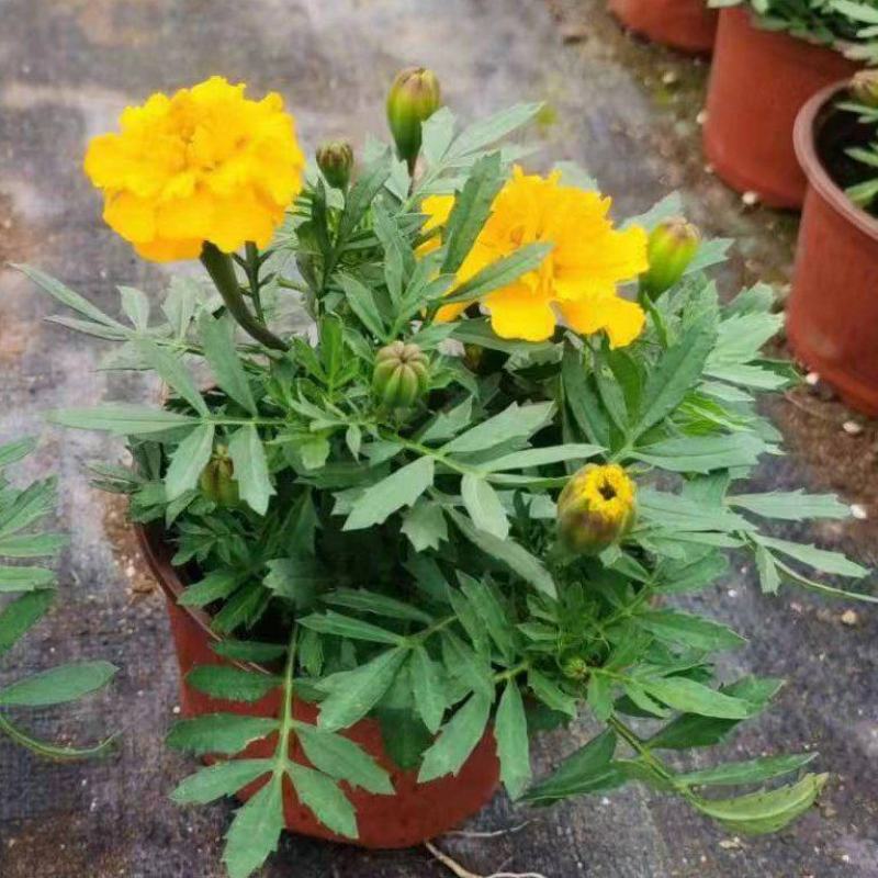 孔雀草花期长易成活自产自销一手货源大量供应