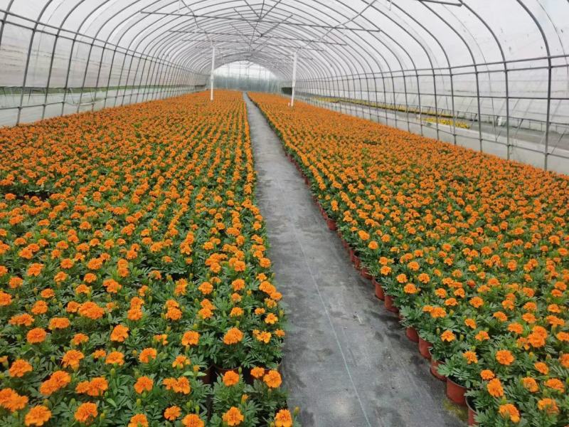 孔雀草花期长易成活自产自销一手货源大量供应