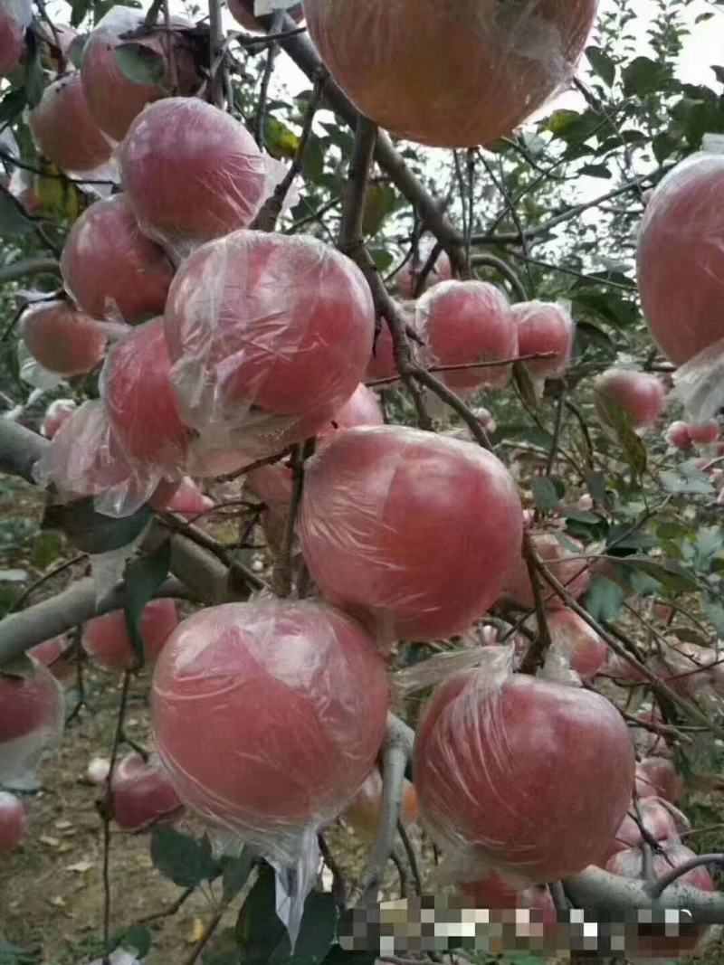 精品冰糖心纸加膜红富士苹果，一手货源，香甜可口，产地直供