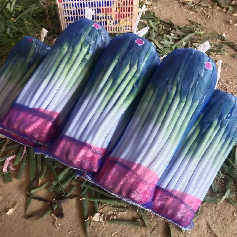 精品大葱大量有货