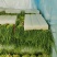蒜臺白帽蒜苔红帽蒜臺可加工精品小把提供大型冷库