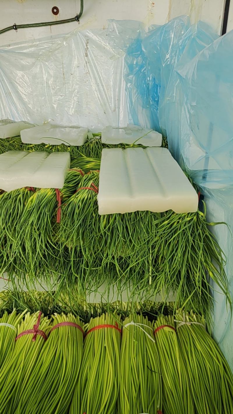 蒜臺白帽蒜苔红帽蒜臺可加工精品小把提供大型冷库