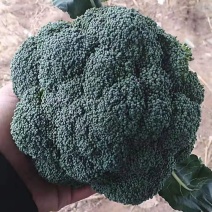优秀西兰花大量上市，欢迎全国客商前来采购，代发全国。