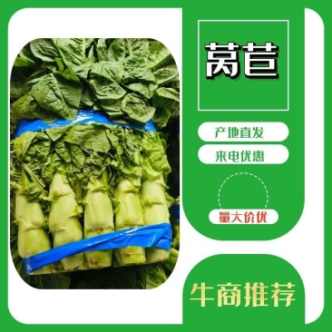 50-60公分红叶香莴苣大量上市价格便宜要的老板可以联系我
