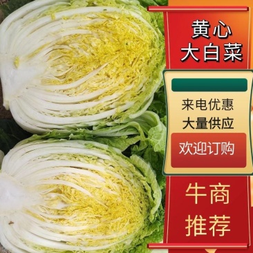 兰陵县黄心大白大量上市，量大从优质量保证诚信合作