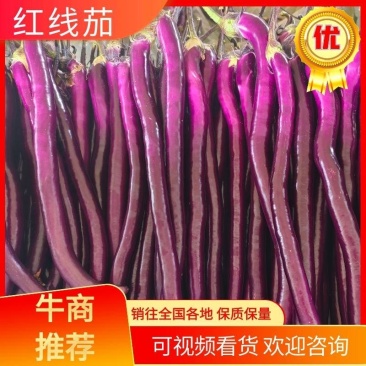 【热卖】陆地、大棚精品红线茄大量上低价上市一手货源