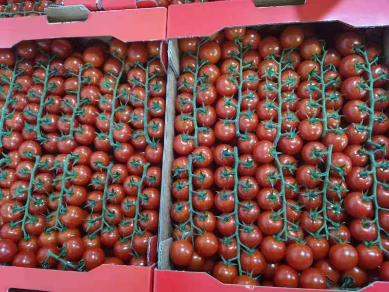 番茄与樱桃拼盘