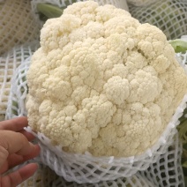 河南精品有机花菜大量上市，欢迎全国客商前来采购，代发全国