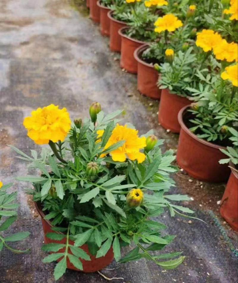 孔雀草花期长易成活自产自销一手货源大量供应